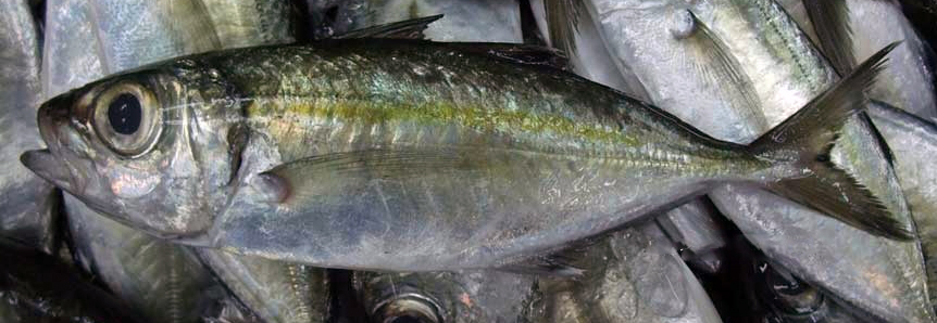 Selar crumenophthalmus_010